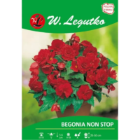 Begonia bulwiasta Non Stop czerwona 2szt.
