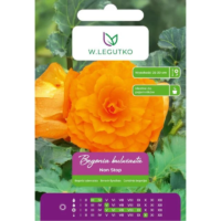 Begonia bulwiasta Non Stop pomarańczowa, 2 szt.