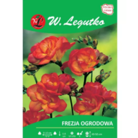 Frezja czerwona 10szt.