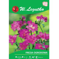 Frezja różowa 10szt.