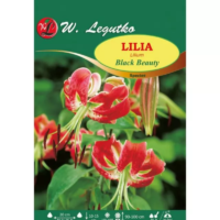 Lilia Black Beauty amarantowa, nakrapiana 1szt.