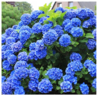Hortensja ogrodowa - Hydrangea macrophylla 'Nikko Blue'