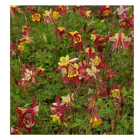 Orlik ogrodowy - Aquilegia hybrida 'Haylodgensis Rot Gold'