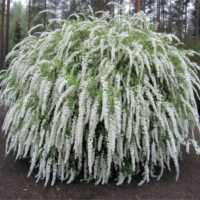 Tawuła szara - Spiraea cinerea 'Grefsheim'