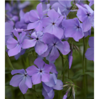 Floks kanadyjski - Phlox divaricata 'Blue Moon'