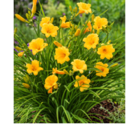 Liliowiec 'Stella de Oro', Hemerocallis