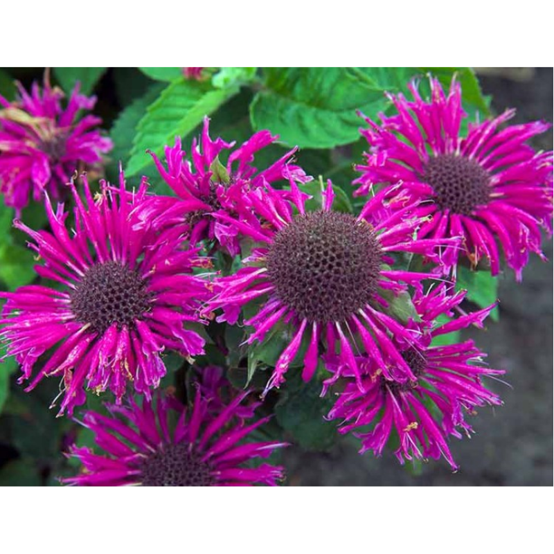Pysznogłówka - Monarda ‘Bee Pure'