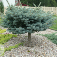 Świerk Glauca Globosa