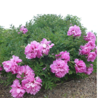Piwonia drzewiasta - Paeonia suffruticosa 'Huan Guan'