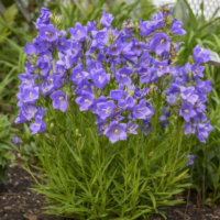 Dzwonek brzoskwiniolistny 'Blue' – Campanula persicifolia