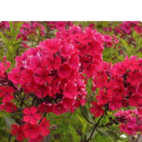 Floks wiechowaty - Phlox paniculata 'Starfire'