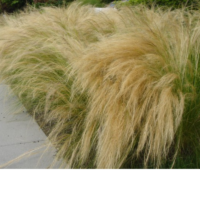 Ostnica Mocna – Stipa Tenuissima 'Pony Tails'