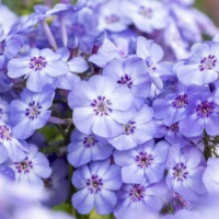 Floks Wiechowaty – Phlox Paniculata 'Blue Dolphin'