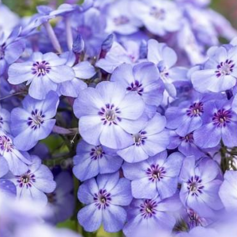 Floks Wiechowaty – Phlox Paniculata 'Blue Dolphin'