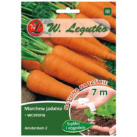 Marchew 'Amsterdam 2' (Amsterdamska) – odmiana wczesna, jadalna