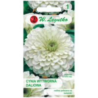 Cynia wytworna daliowa 'Polar Bear' – kwiaty białe