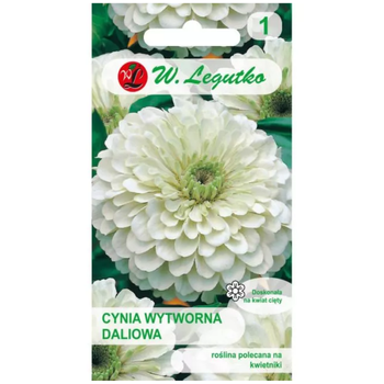 Cynia wytworna daliowa 'Polar Bear' – kwiaty białe
