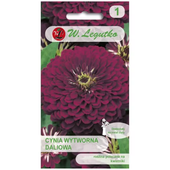cynia wytworna 'Violet Queen'