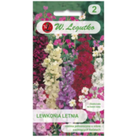 Lewkonia letnia – barwna mieszanka