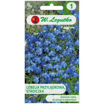 Stroiczka – lobelia przylądkowa, niebieska