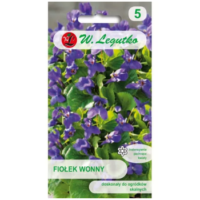Fiołek (Viola) wonny – fioletowy