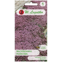 Macierzanka piaskowa – odmiana lilaróżowa