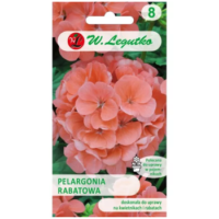 Pelargonia rabatowa z serii Gama F1 – łososiowa