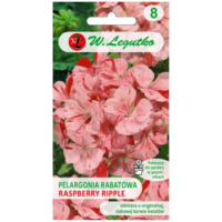 Pelargonia rabatowa 'Raspberry Ripple' Divas F1 – kwiaty pstre, pomarańczowo-czerwone