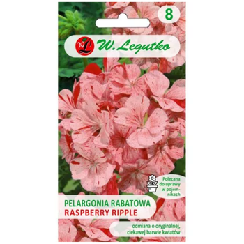Pelargonia rabatowa 'Raspberry Ripple' Divas F1 – kwiaty pstre, pomarańczowo-czerwone