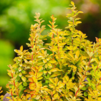 Berberys Thunberga - Berberis thunbergii 'Maria'(R)