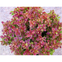 Berberys Thunberga - Berberis thunbergii 'Golden Ring'