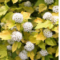 Pęcherznica kalinolistna - Physocarpus opulifolius 'Luteus'