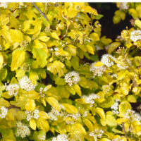 Pęcherznica kalinolistna - Physocarpus opulifolius 'Dart's Gold'