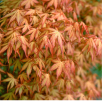 Klon palmowy - Acer palmatum 'Katsura'