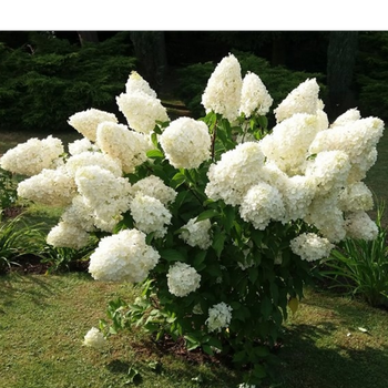 Hortensja bukietowa - Hydrangea paniculata 'Polar Bear'(R)