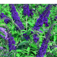 Budleja Dawida - Buddleja davidii 'Empire Blue'
