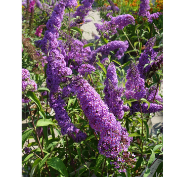 Budleja Dawida - Buddleja davidii 'Ile de France'