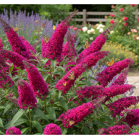 Budleja Dawida - Buddleja davidii 'Royal Red'