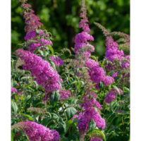Budleja Dawida - Buddleja davidii 'Pink Delight'