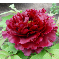 Piwonia drzewiasta - Paeonia suffruticosa 'Mo Run Jue Lun'