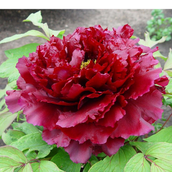 Piwonia drzewiasta - Paeonia suffruticosa 'Mo Run Jue Lun'