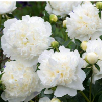 Piwonia drzewiasta - Paeonia suffruticosa 'Xue Ta'