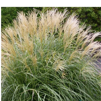Miskant chiński- Miscanthus sinensis 'Herman Mussel'