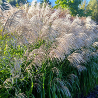 Miskant chiński- Miscanthus sinensis 'Memory'