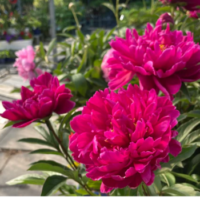 Piwonia chińska - Paeonia lactiflora 'Adolphe Rousseau'