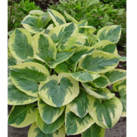 Funkia - Hosta 'Snow Cup'
