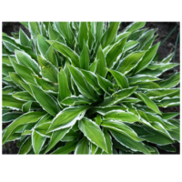 Hosta 'Stiletto' – funkia wąskolistna