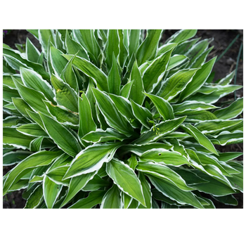 Hosta 'Stiletto' – funkia wąskolistna