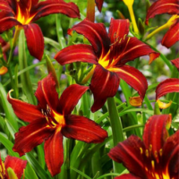 Liliowiec - Hemerocallis 'Autumn Red'
