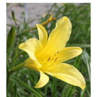 Liliowiec cytrynowy - Hemerocallis citrina